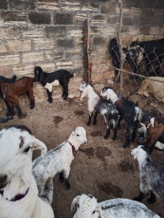 થંબનેલ 2