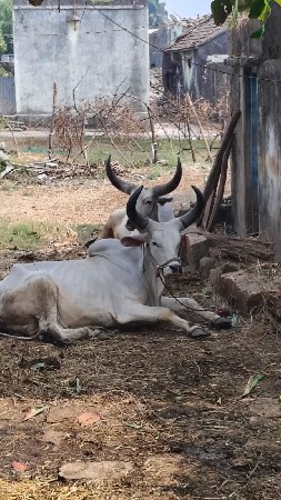 આ ઘોધલા દેવાના છે