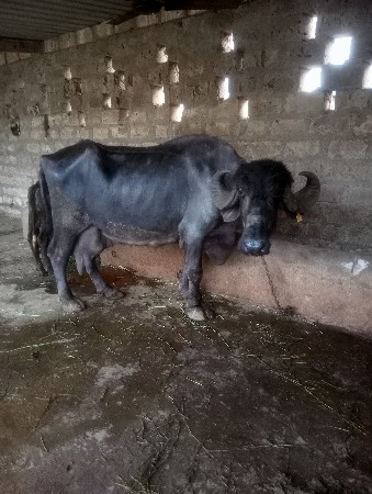 મહેશભાઈ  ઓડેદરા 9924626199