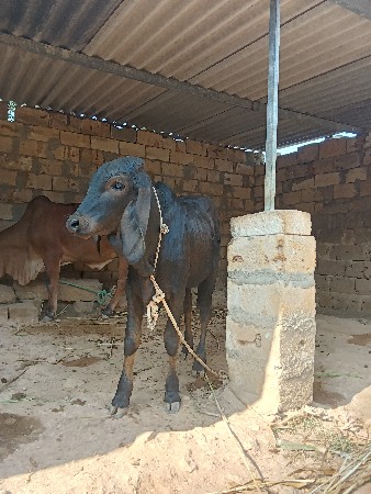 ગીર વાસડો વેચવાનો છે