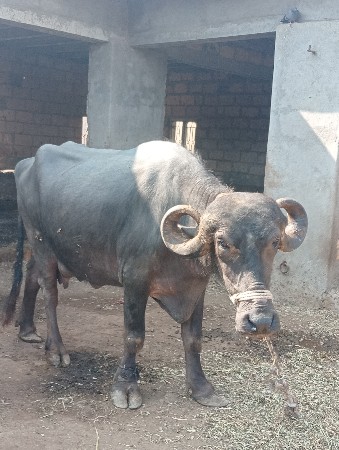 ખડેલી વેચવાની છે