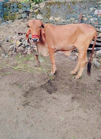 ગીર હોળકી દેવાની