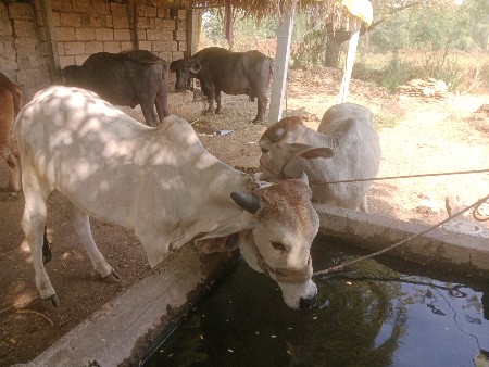 थंबनेल 3