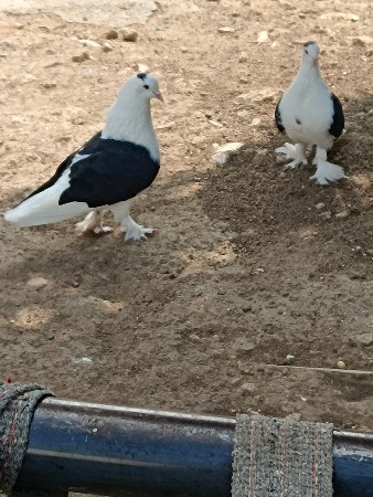 थंबनेल 2