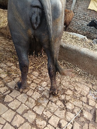 ભેંસ વેચવાની છે