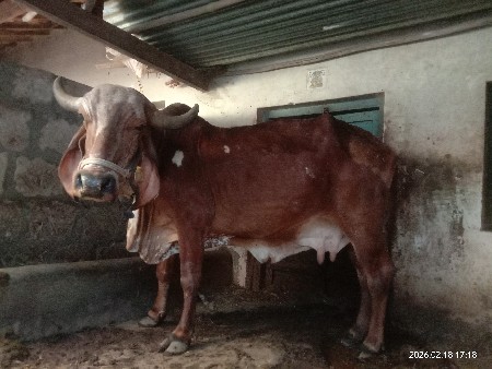 ગીર ગાય વેચવાની છે