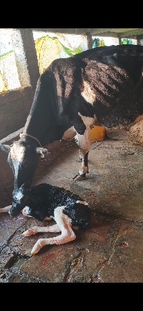 જર્સી ગાય વેસવાની સે