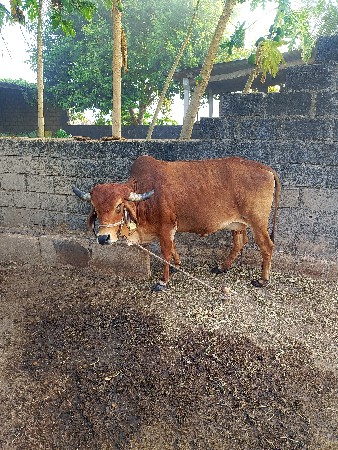 ગાય વેચવાની છે