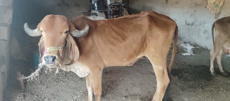 थंबनेल 2