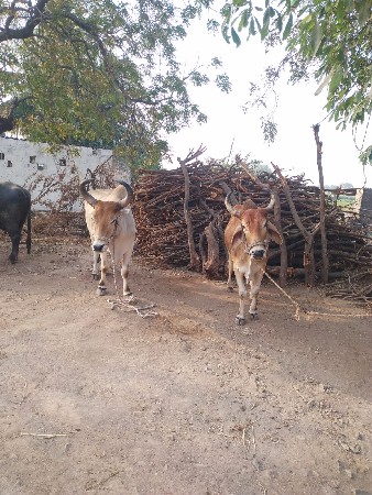 थंबनेल 3