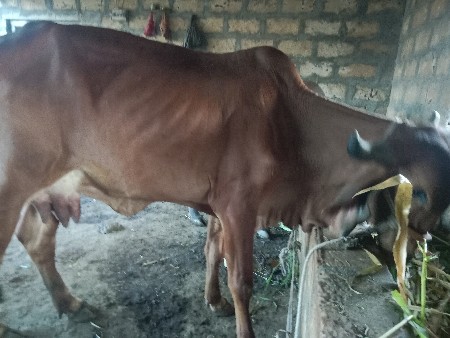 ગાય વેચવાની છે