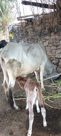 थंबनेल 3