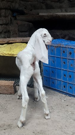 હૈદરાબાદી બકરીનો બચ્ચો