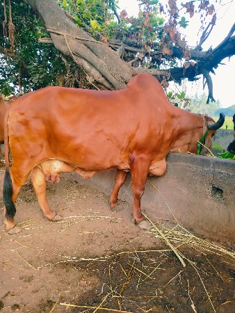 थंबनेल 3