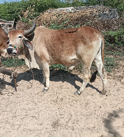 બળદ ની જોડ