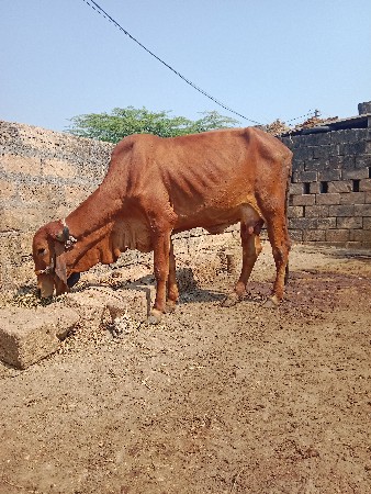 ગાય વેચવાની છે