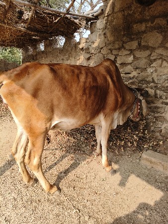 थंबनेल 3