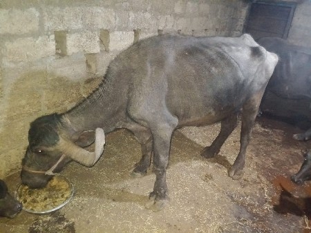 jafrabadi Bhains vaishvane se