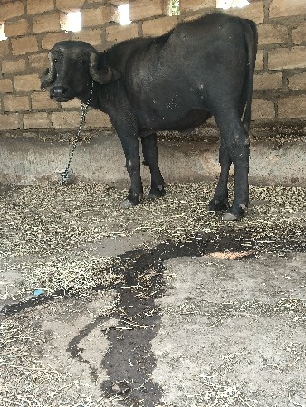 थंबनेल 2