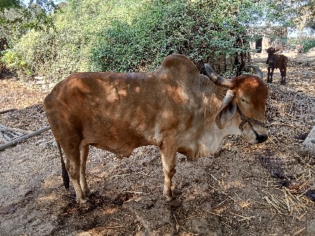 थंबनेल 2