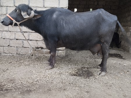 ભૅસ વૅશવાનીછૅ બીજુવૅતર