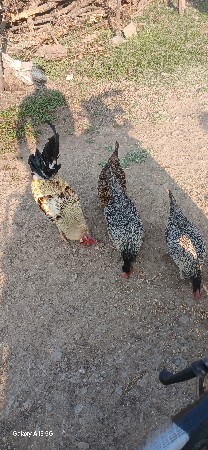 દેશિ મુરઘી વેચવા ની છે