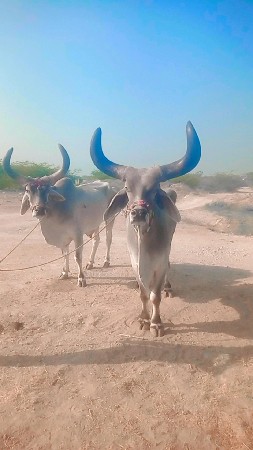 હિંમતભાઈ 25,000 કરું છું