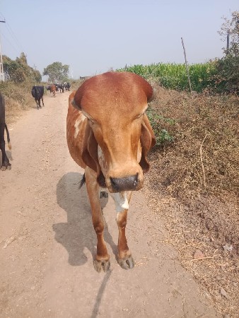 थंबनेल 2