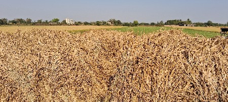 જુવાર ની સાર વેચવાની સે