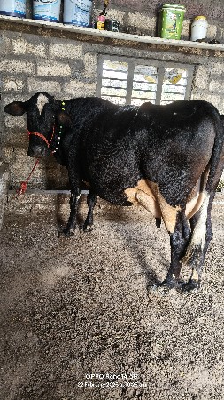 2 વેતર ગાભણ