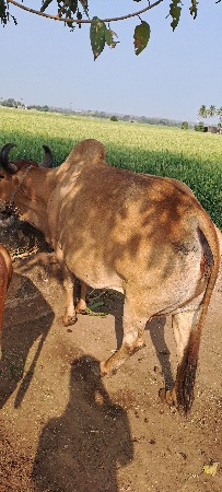 ગાય વેચવાની છે