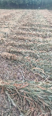 ગાય, ભેંસ માટે ચારો