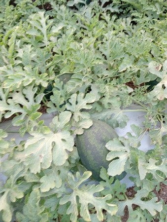 थंबनेल 2