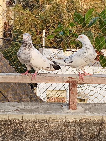 थंबनेल 3