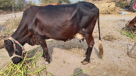 ત્રણ મહિના થયા વિયાણી એને