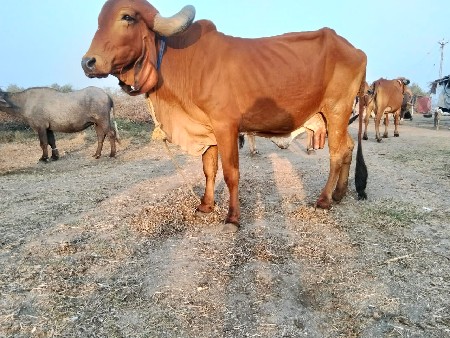 વેચવાની છે