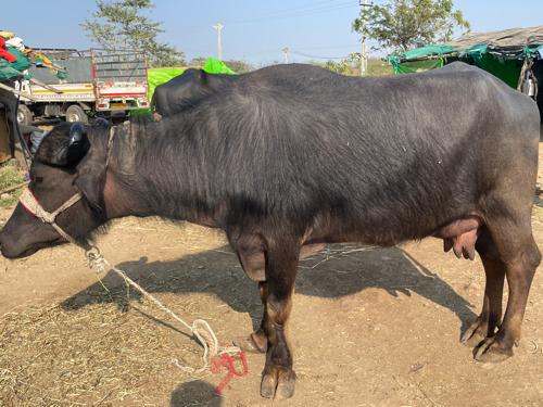 ભેંસ વેચવાની છે