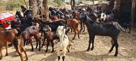 थंबनेल 3