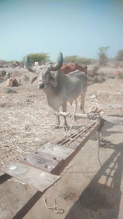 જવાબદારી થી વેચવાનો છે બે પાઠે અકે