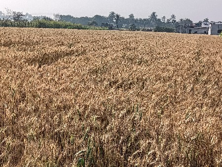 Gw 513 ટુકડા ઘઉં વેચવાના છે