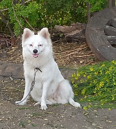 pomeliyan.fimel.vayat..