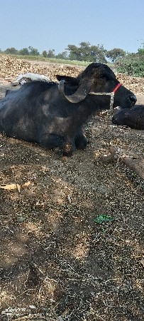 આ ભેંસ વેચવાની છે