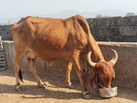 ગાય