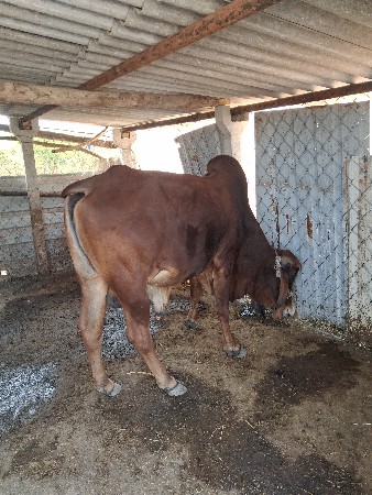 થંબનેલ 3