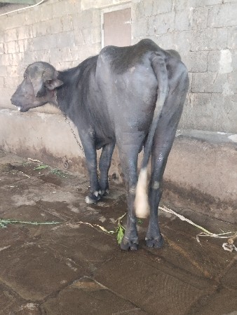 थंबनेल 3