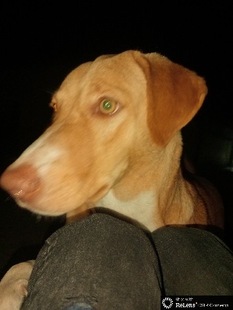 વેંચવા માટે