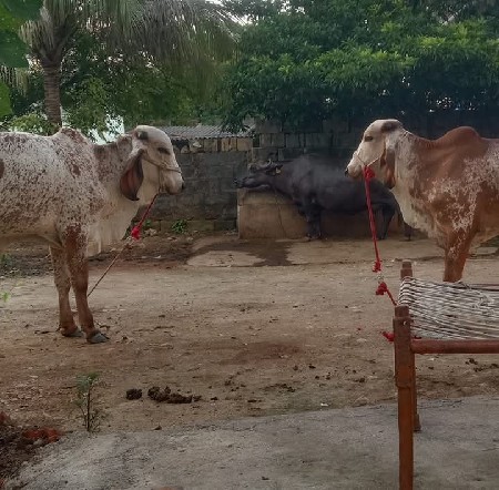 ગોઢલા વેચવાના છે