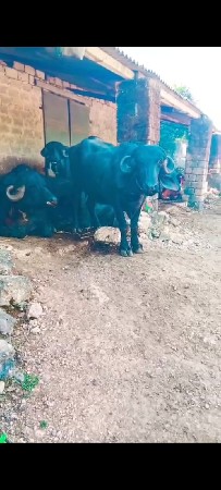 थंबनेल 2