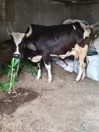 આ ત્રણ ગાયુ વેચવાની છે