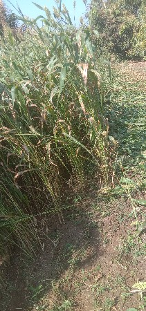 જુવારનો સારો વેચવાનો છે